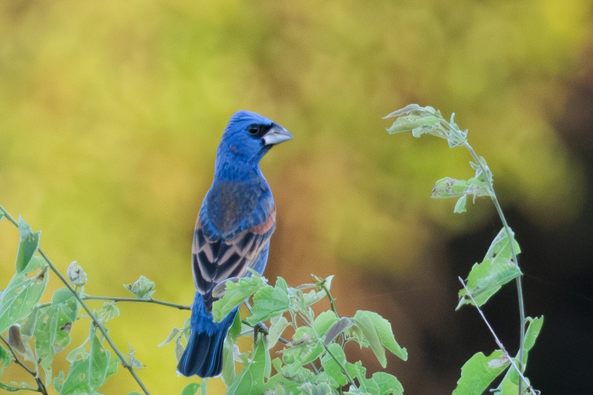 Blue Grosbeak - ML642838029