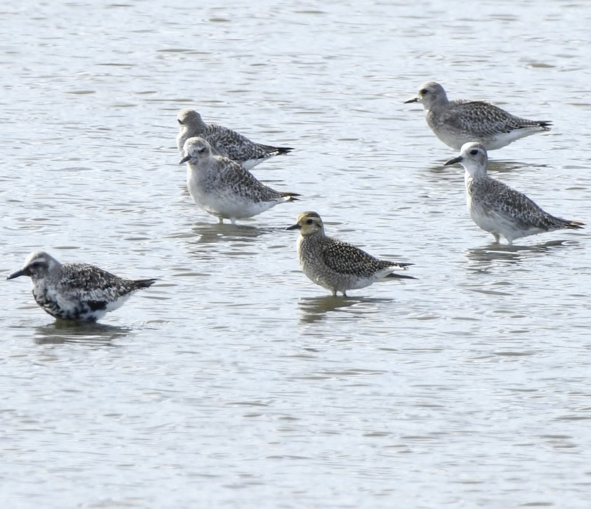 American Golden-Plover - ML642838035