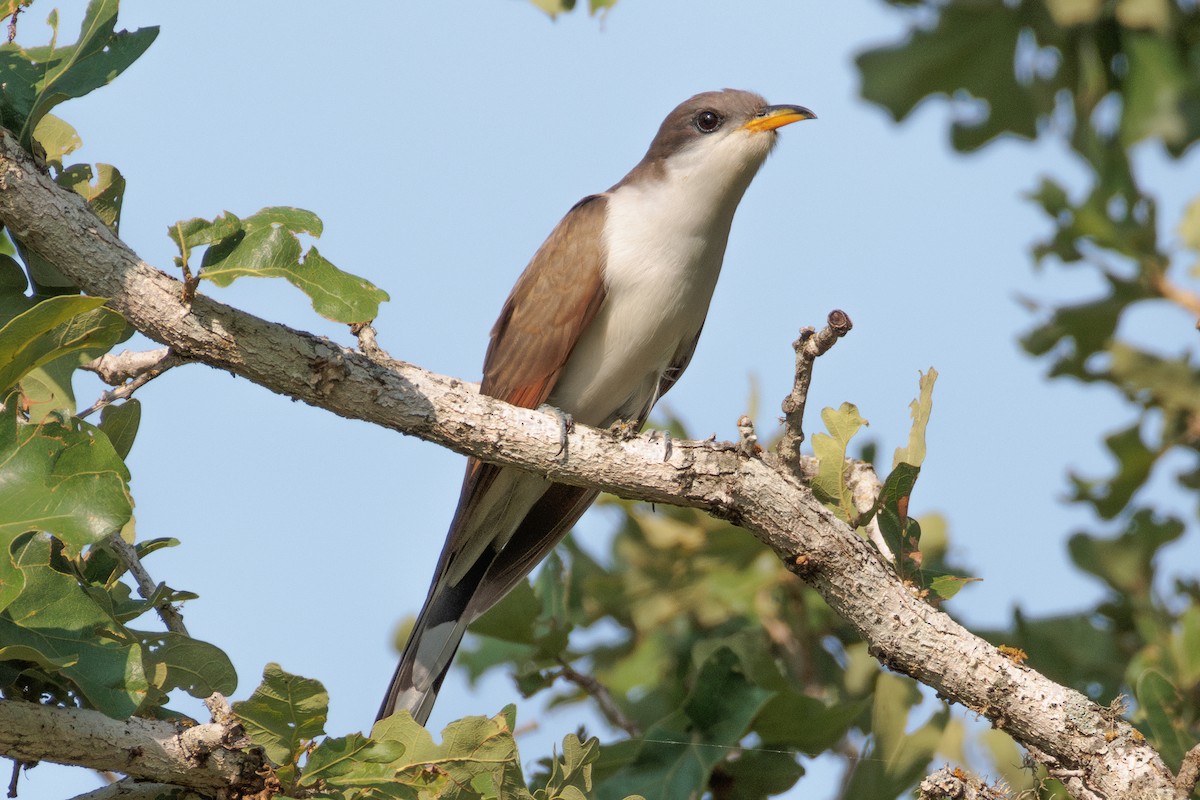 Yellow-billed Cuckoo - ML642838051