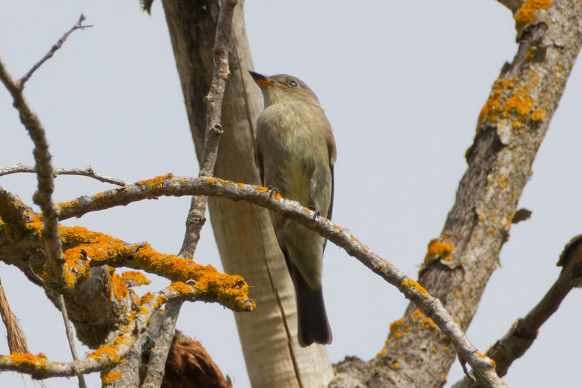 Western Wood-Pewee - ML642838054
