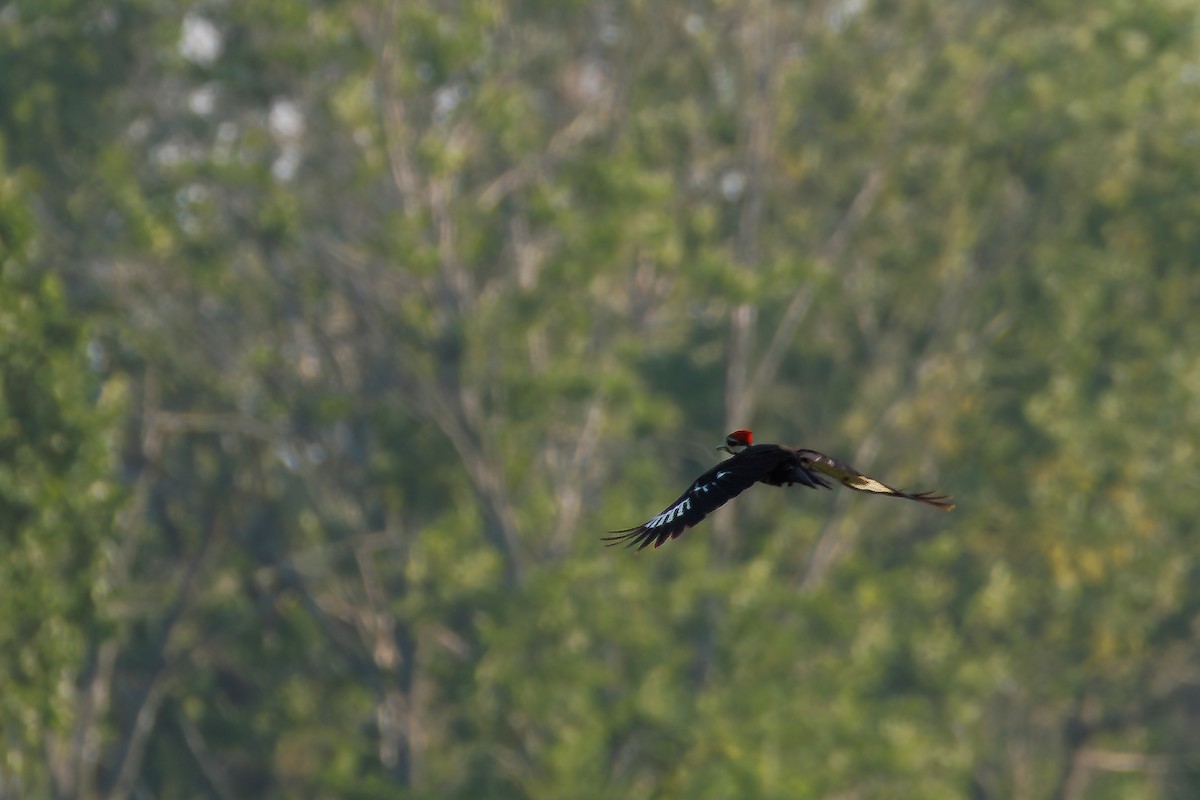 Pileated Woodpecker - ML642838058