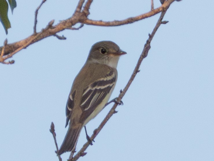 Alder/Willow Flycatcher (Traill's Flycatcher) - ML642838059