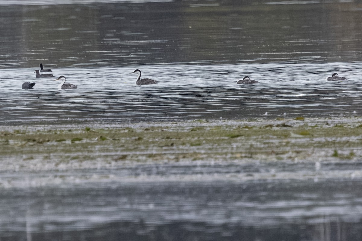 Western Grebe - ML642838061