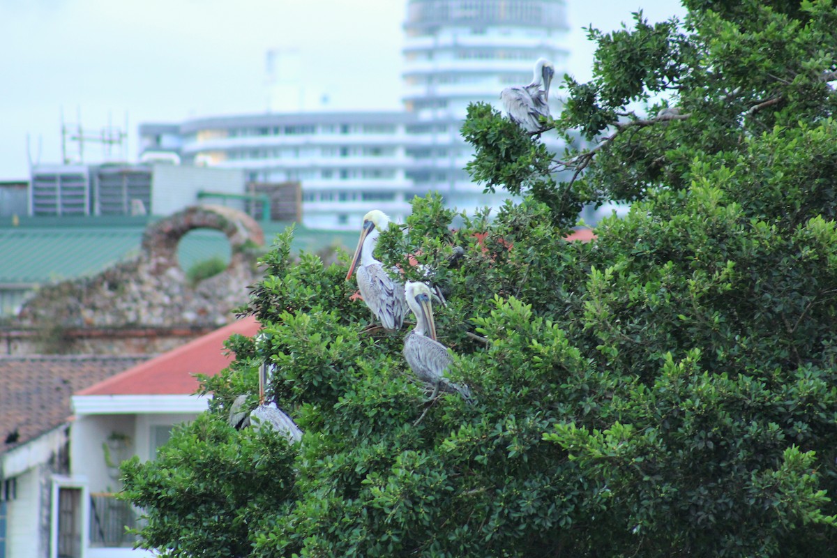 Brown Pelican - ML642838062