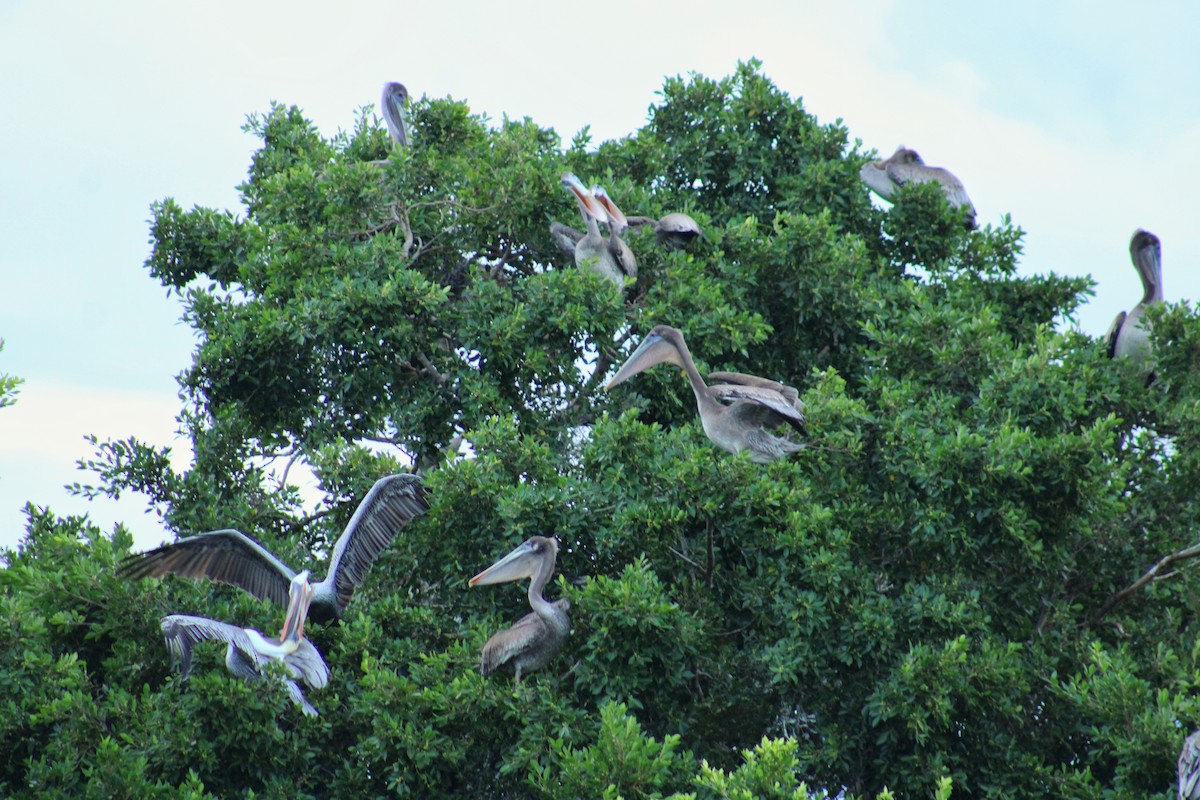 Brown Pelican - ML642838063