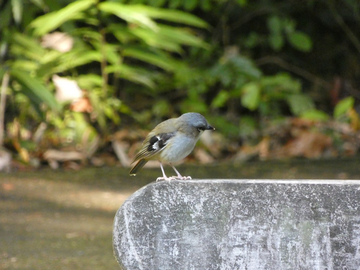 Gray-headed Robin - ML642838064