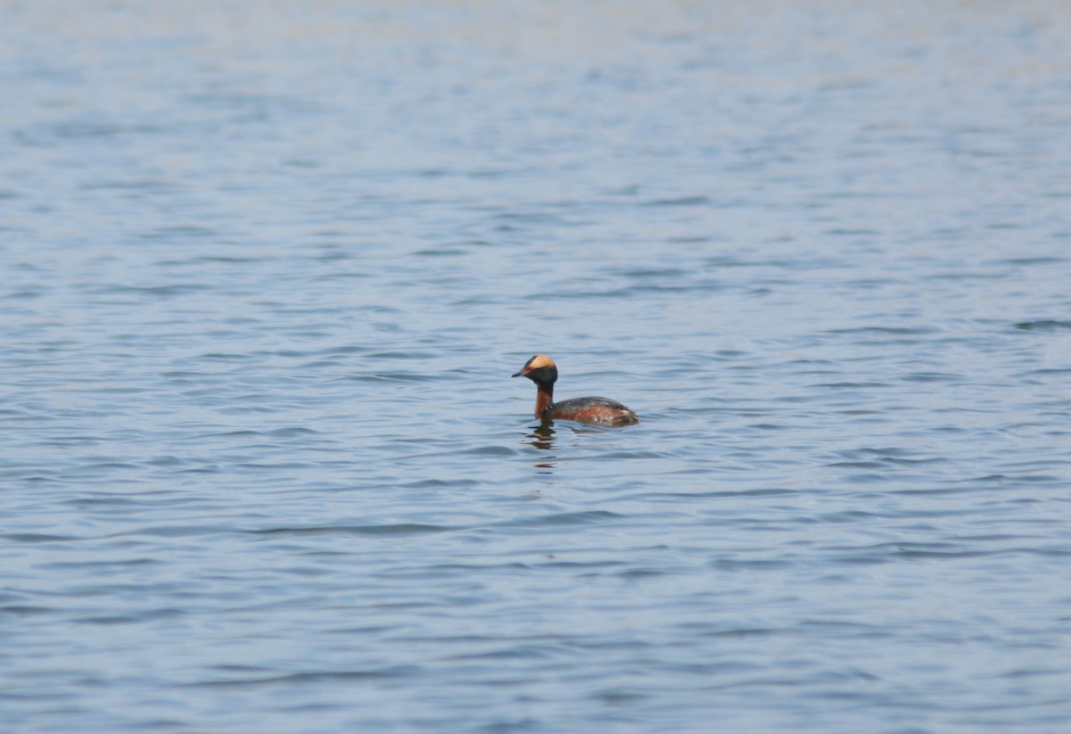 Horned Grebe - ML642838065