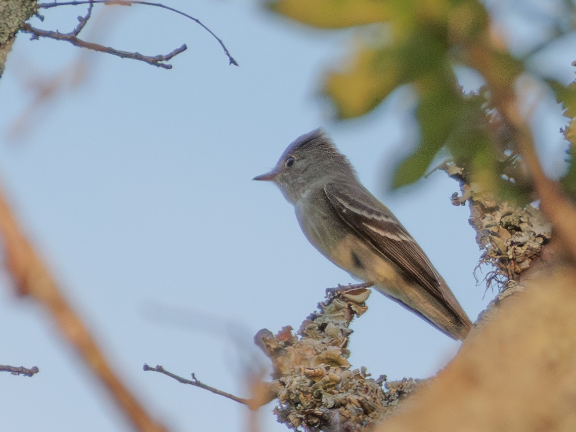 Eastern Wood-Pewee - ML642838066