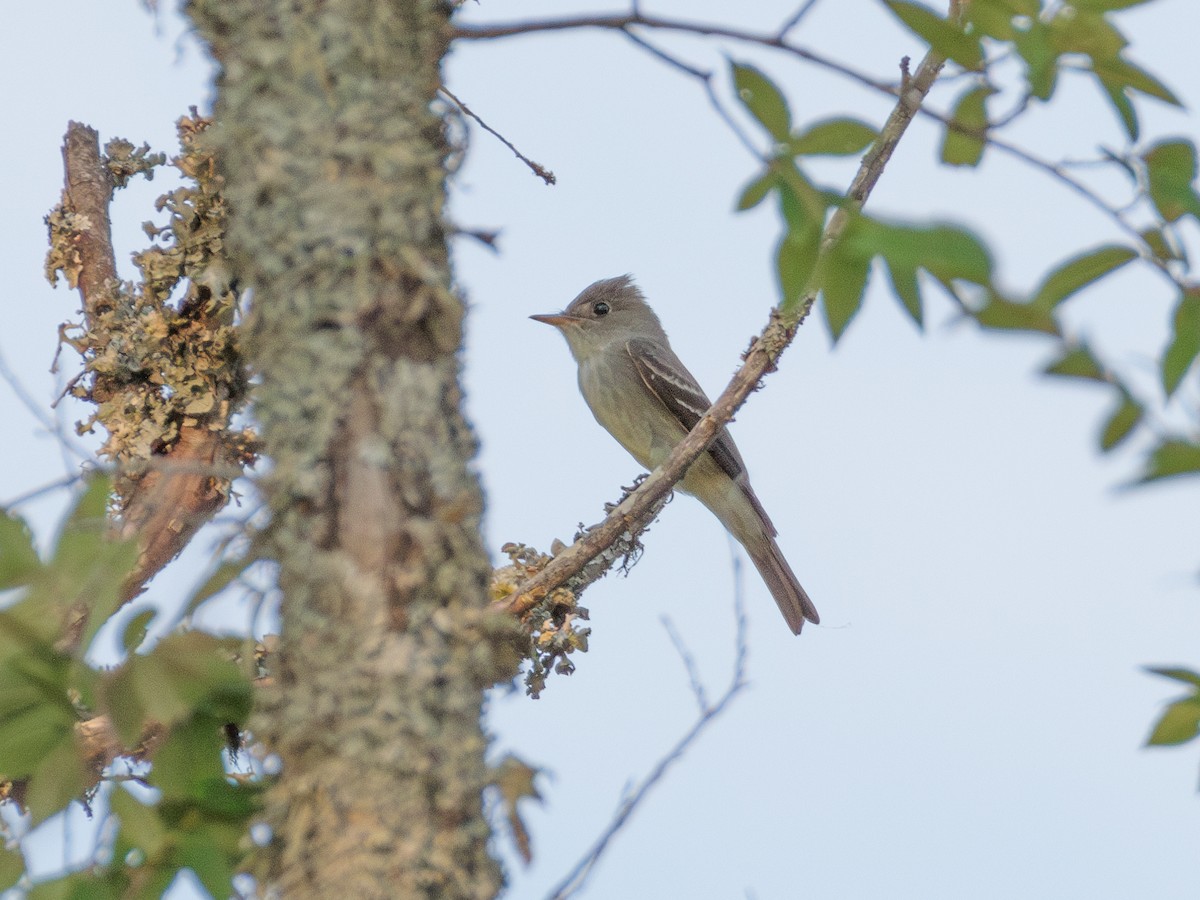 Eastern Wood-Pewee - ML642838067