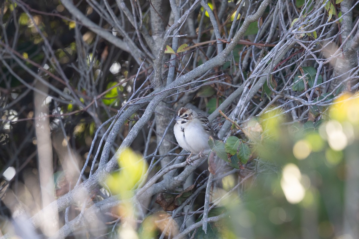 Lark Sparrow - ML642838068