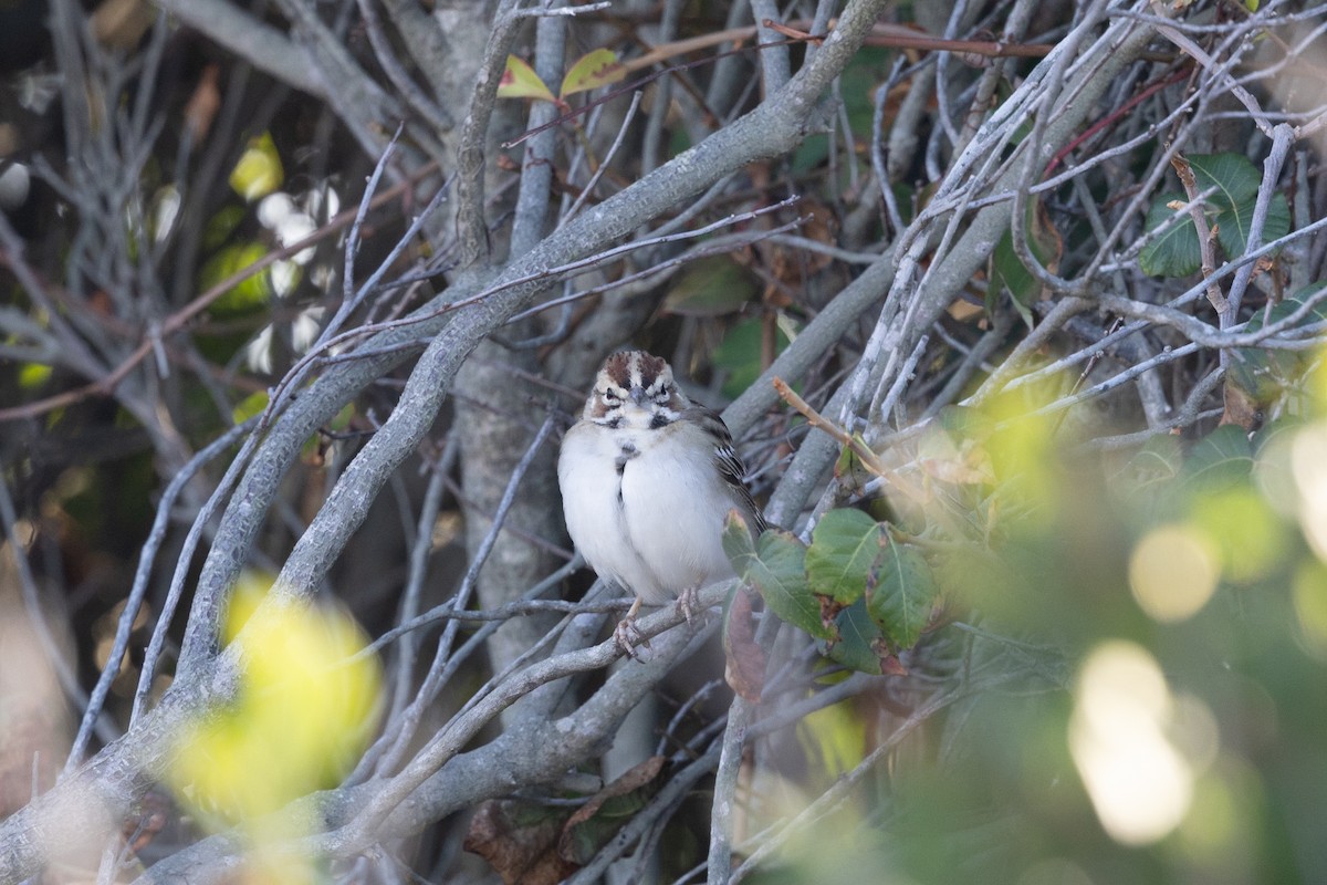 Lark Sparrow - ML642838072