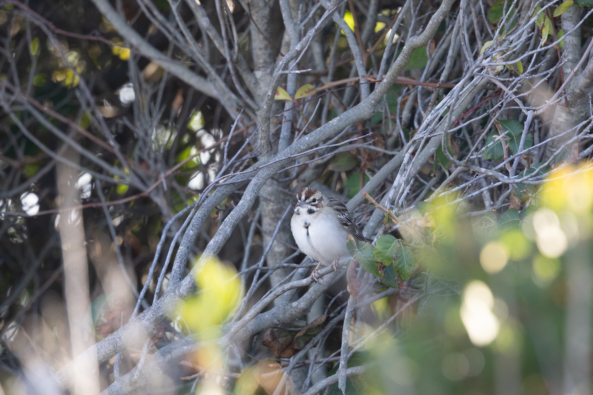 Lark Sparrow - ML642838073
