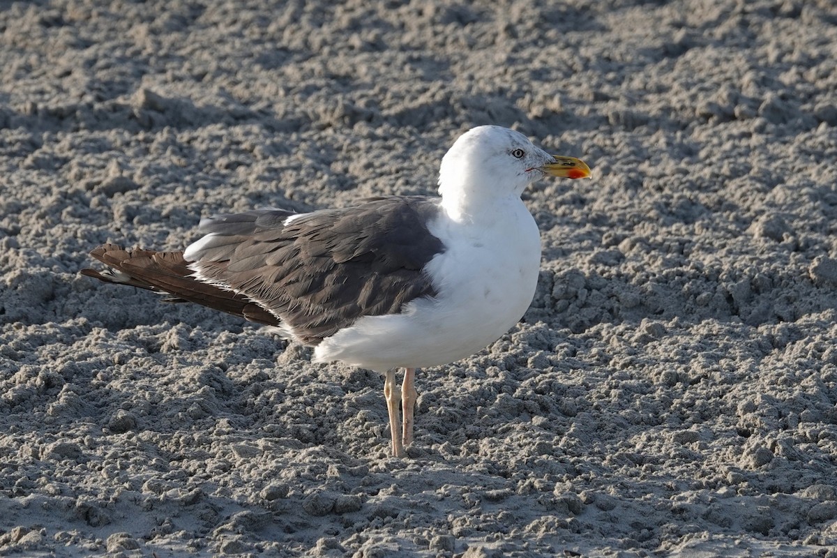 racek mořský - ML642838078