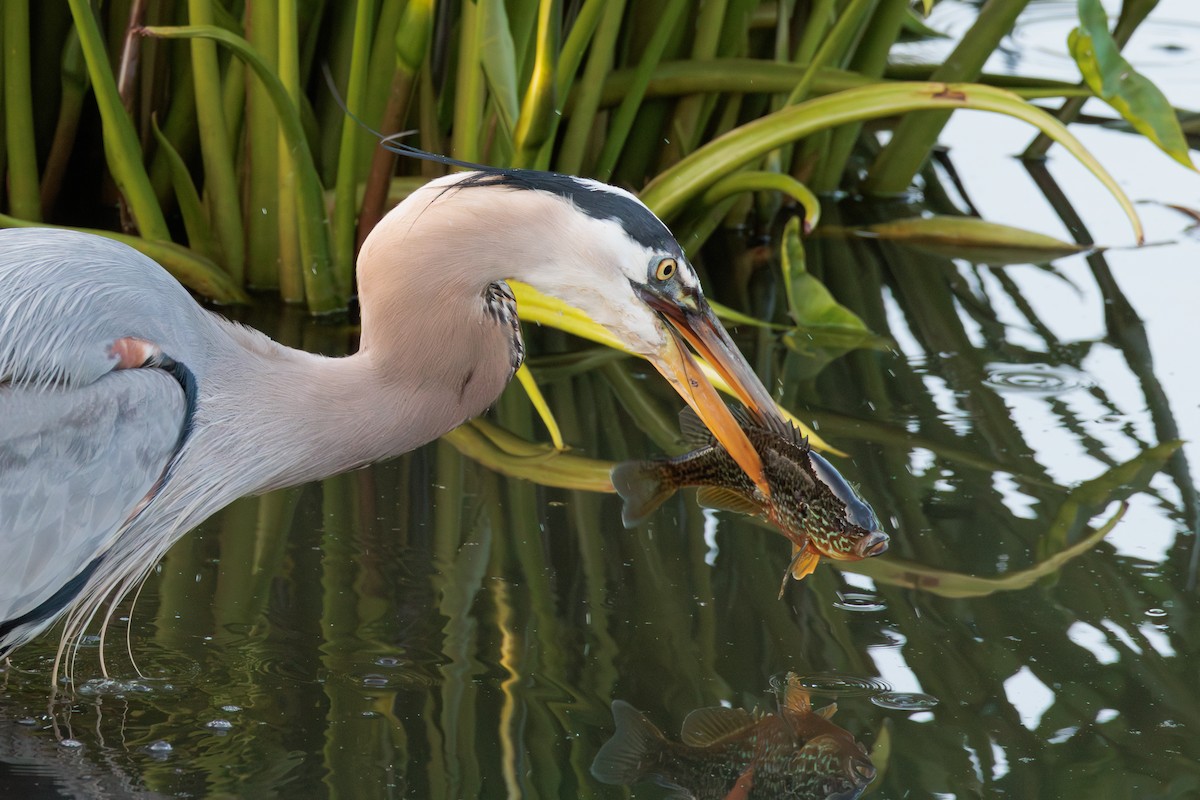 Great Blue Heron - ML642838086