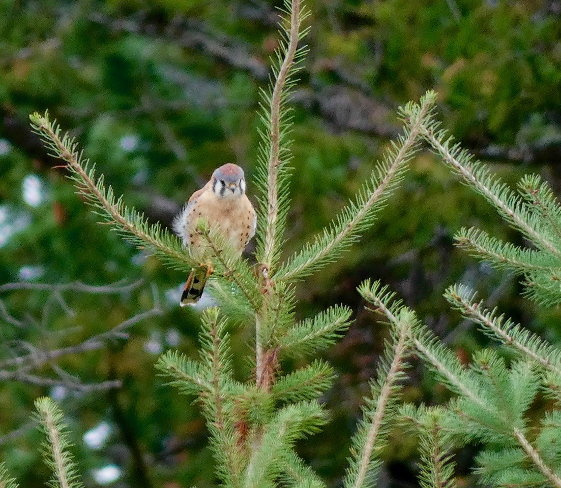 American Kestrel - ML642838088