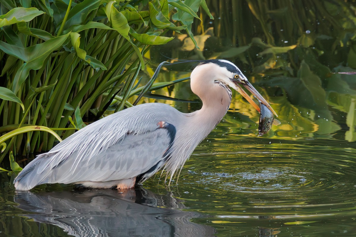 Great Blue Heron - ML642838089