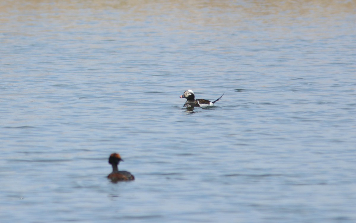 Long-tailed Duck - ML642838090