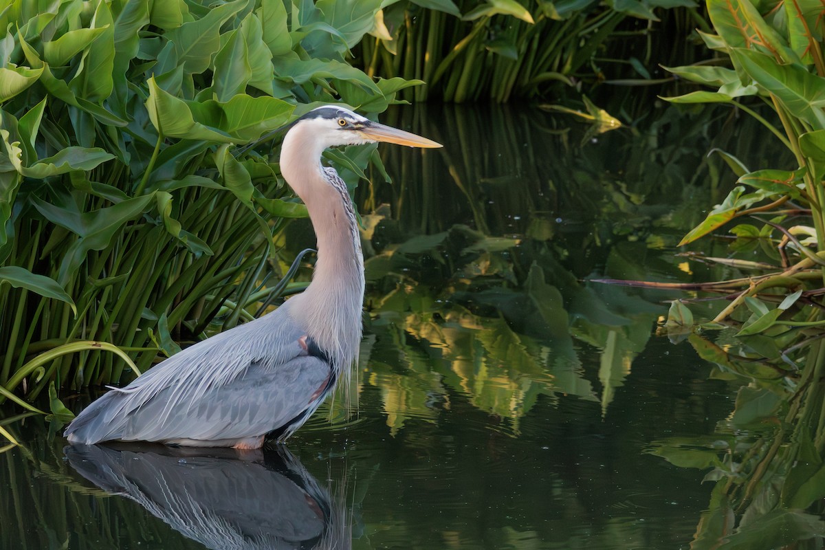 Great Blue Heron - ML642838093