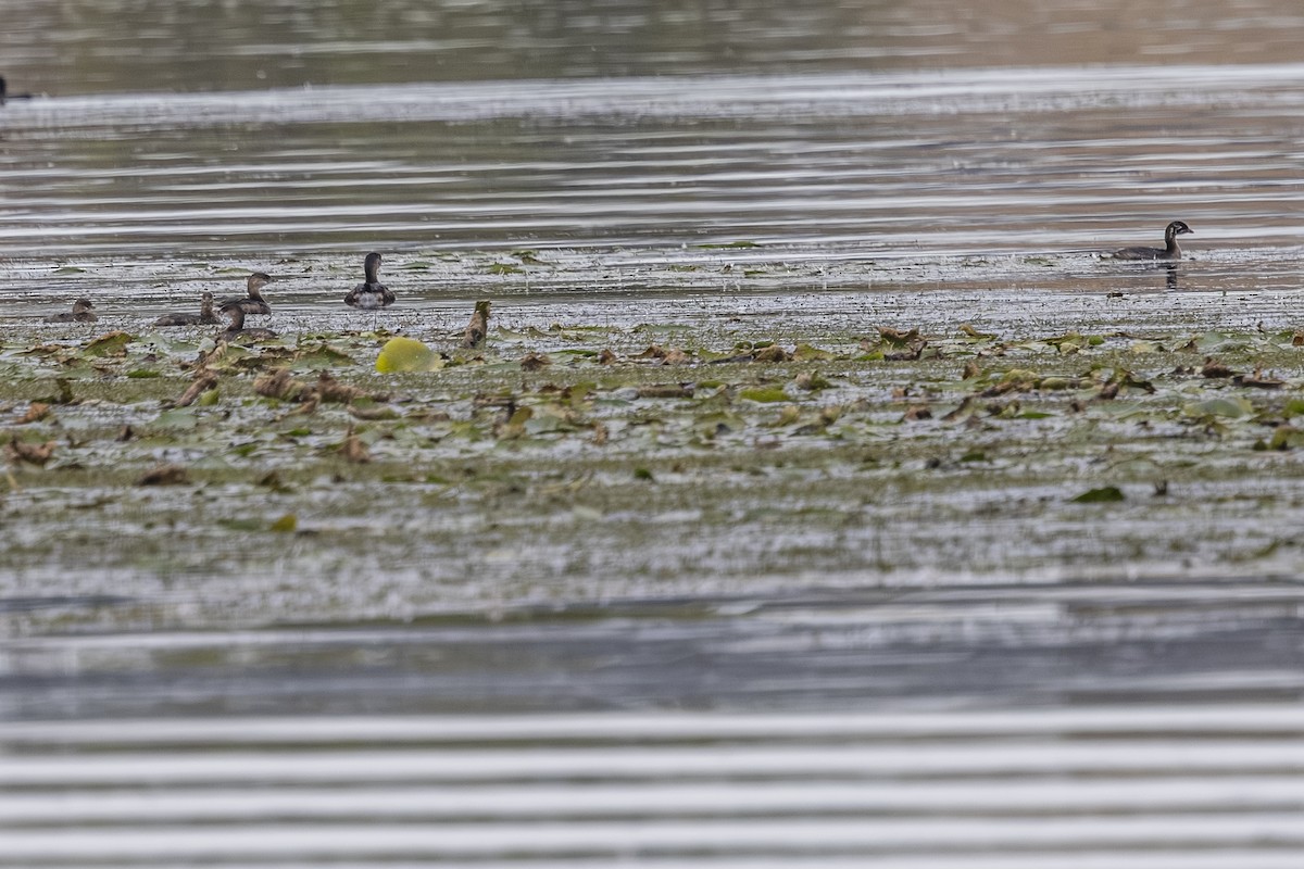 Pied-billed Grebe - ML642838094