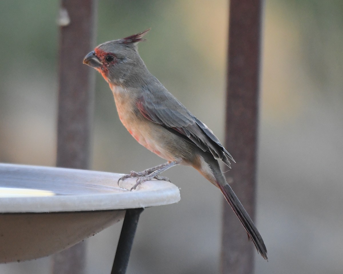 Pyrrhuloxia - ML642838095