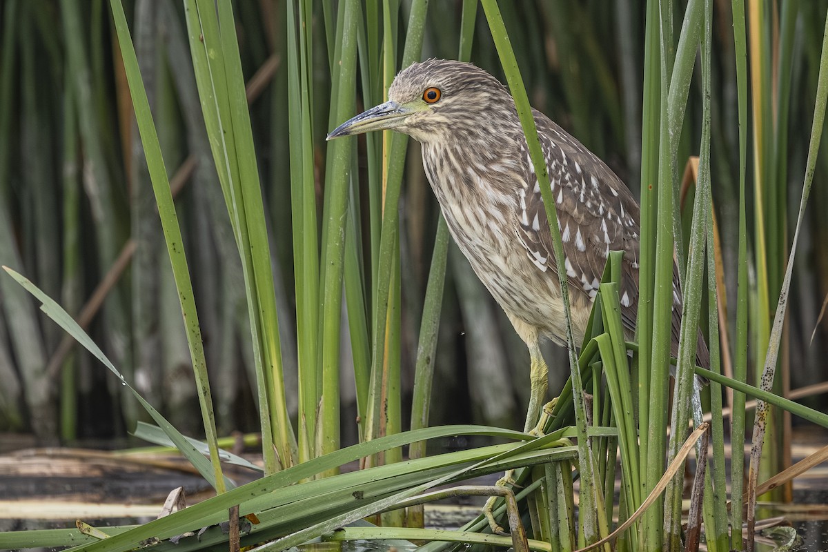 Black-crowned Night Heron - ML642838099