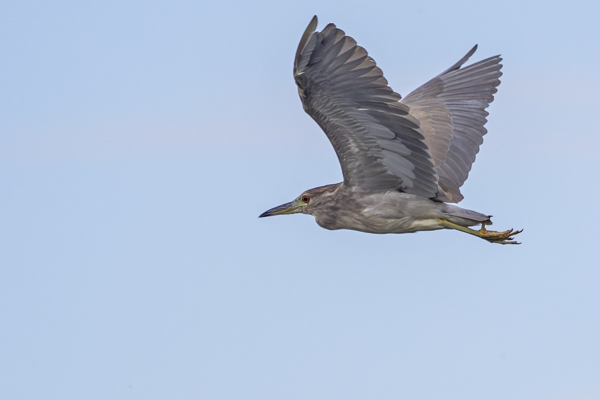 Black-crowned Night Heron - ML642838100