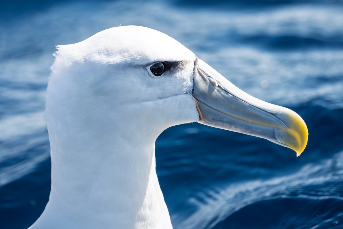 Albatros à cape blanche - ML642838107