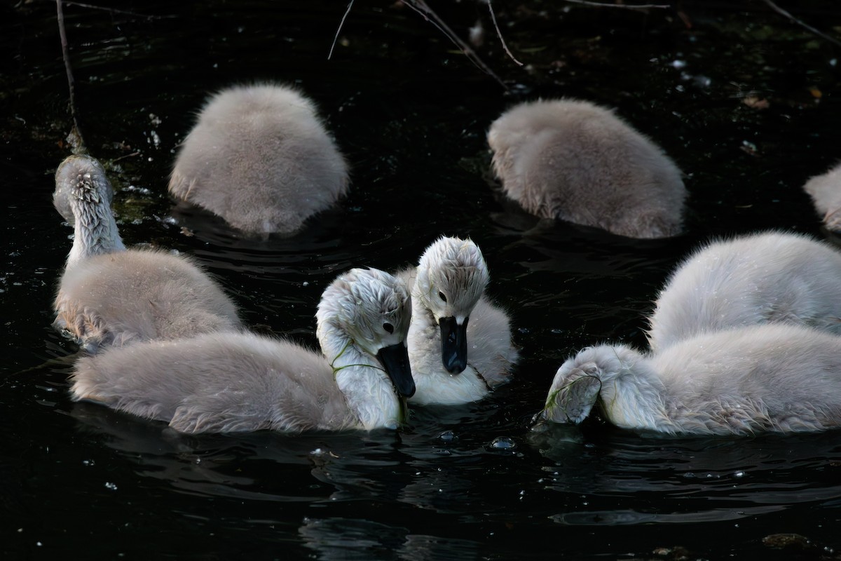 Cygne tuberculé - ML642838109