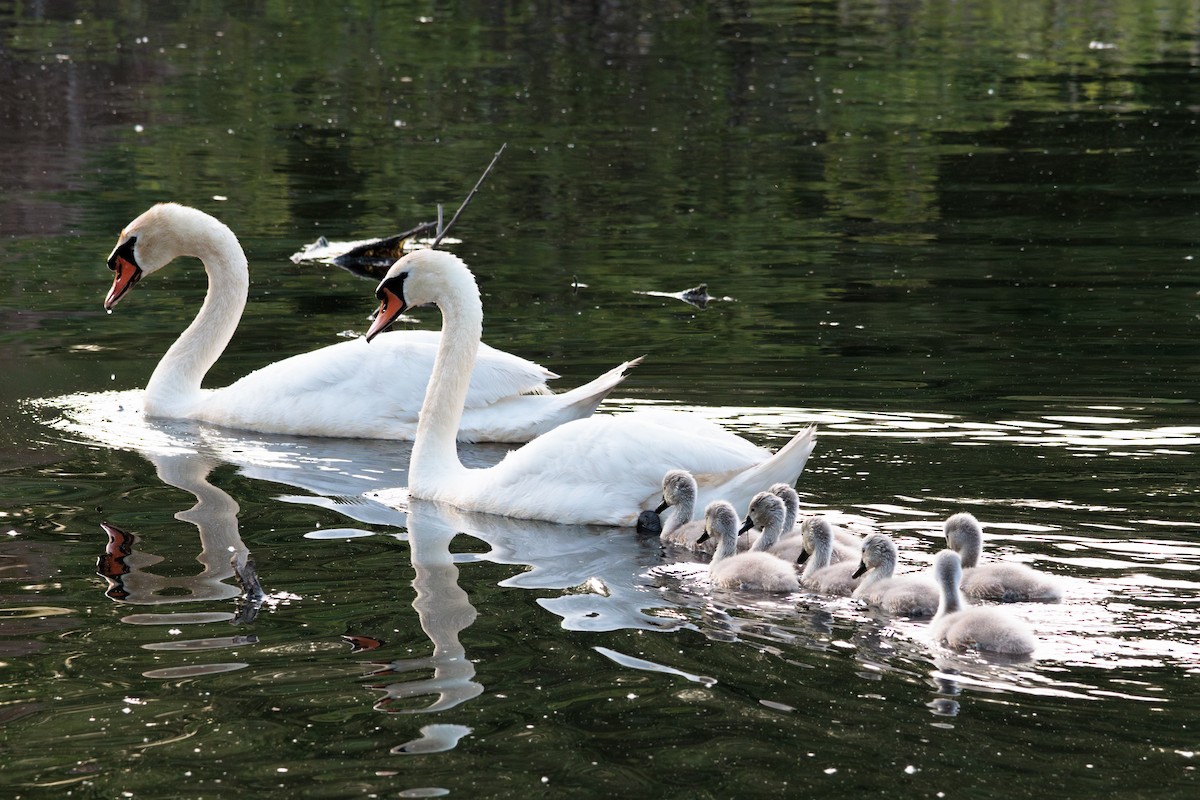 Cygne tuberculé - ML642838110