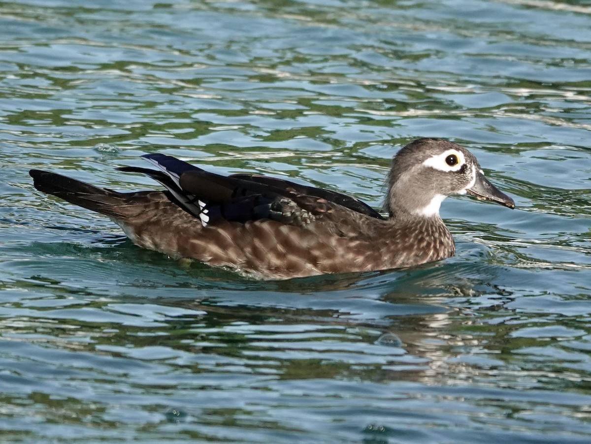 Canard branchu - ML642838111