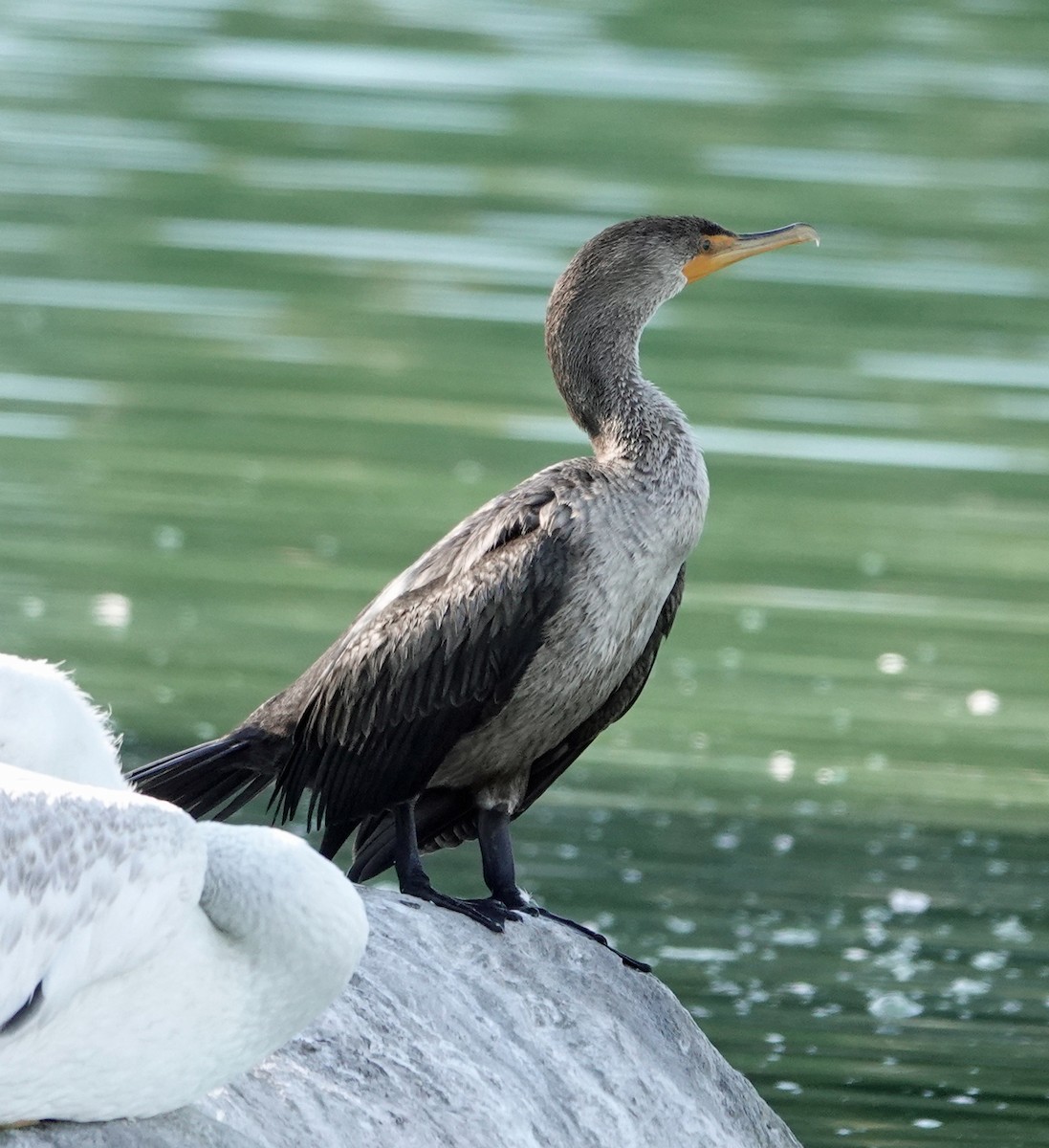 Cormoran à aigrettes - ML642838116