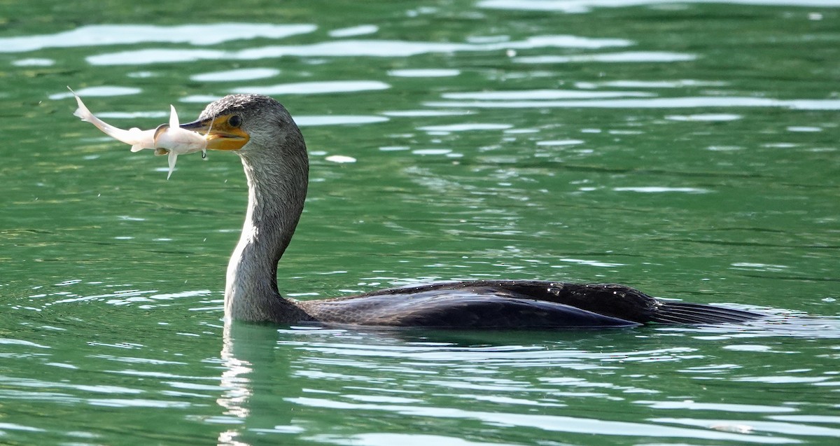 Cormoran à aigrettes - ML642838118