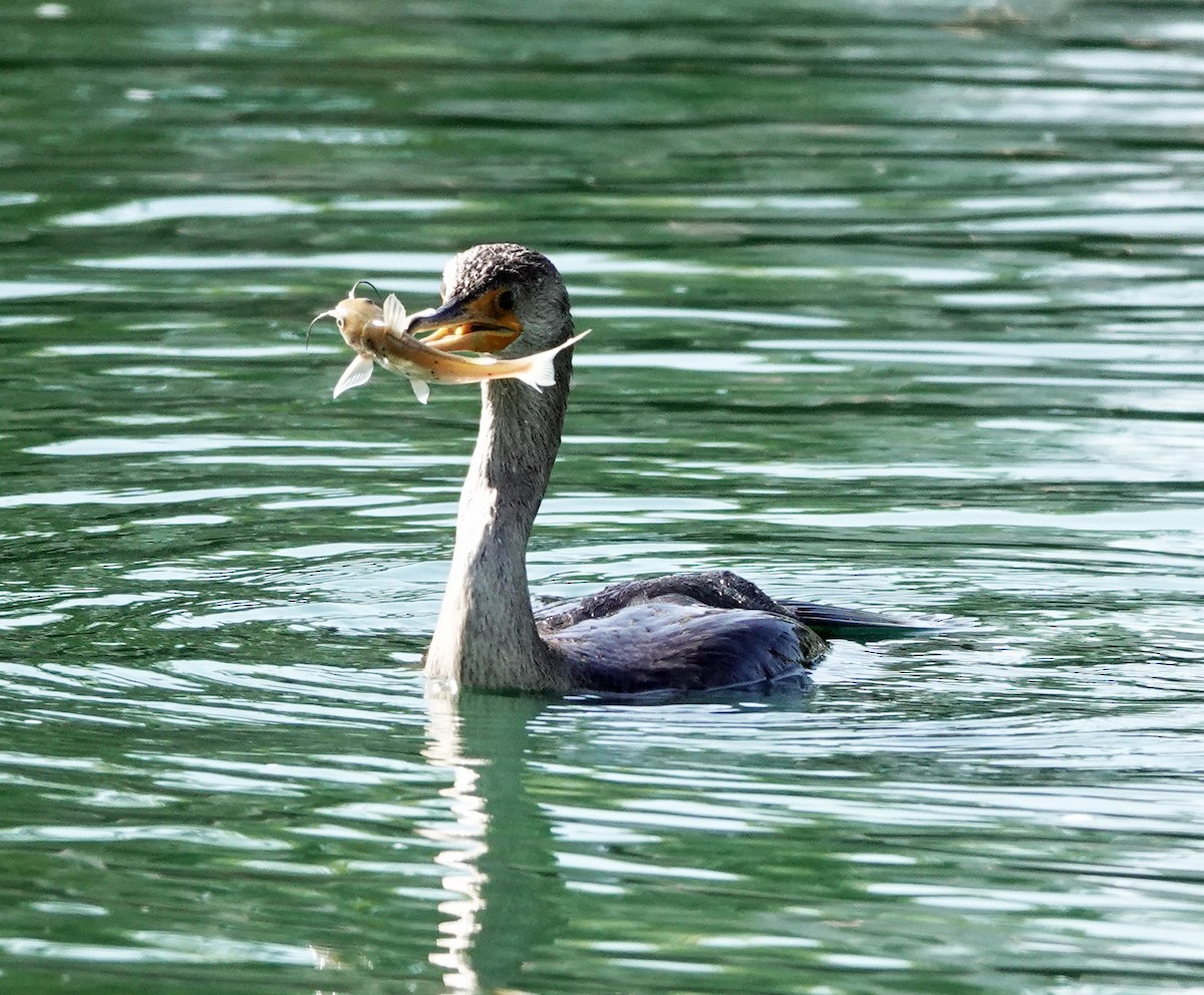 Cormoran à aigrettes - ML642838123