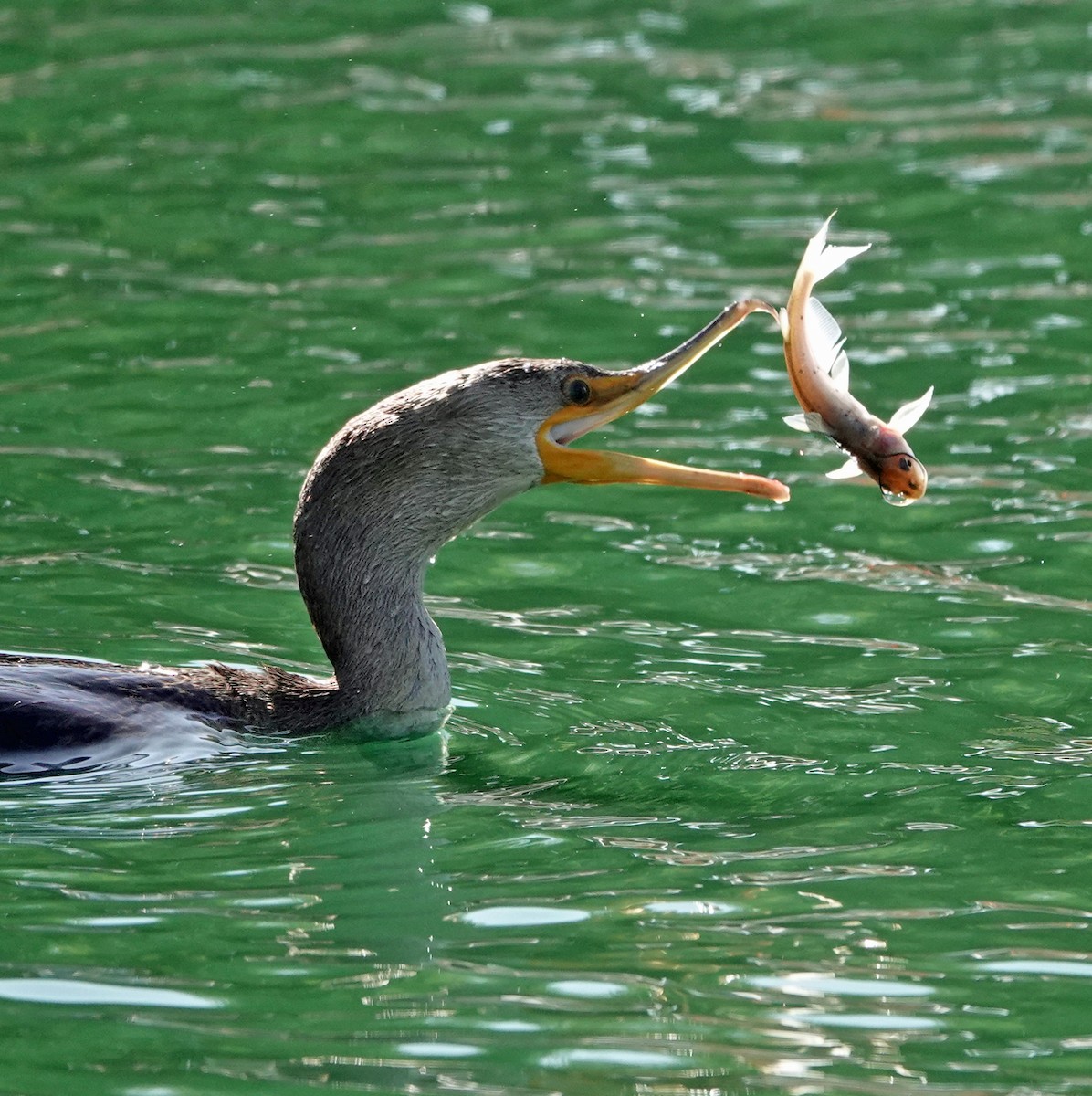 Cormoran à aigrettes - ML642838124