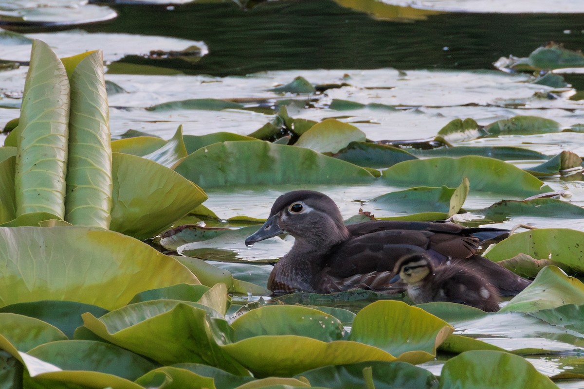 Canard branchu - ML642838130