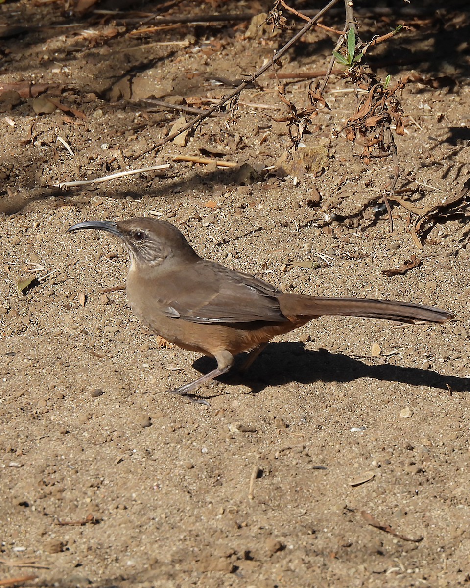 California Thrasher - ML642838136