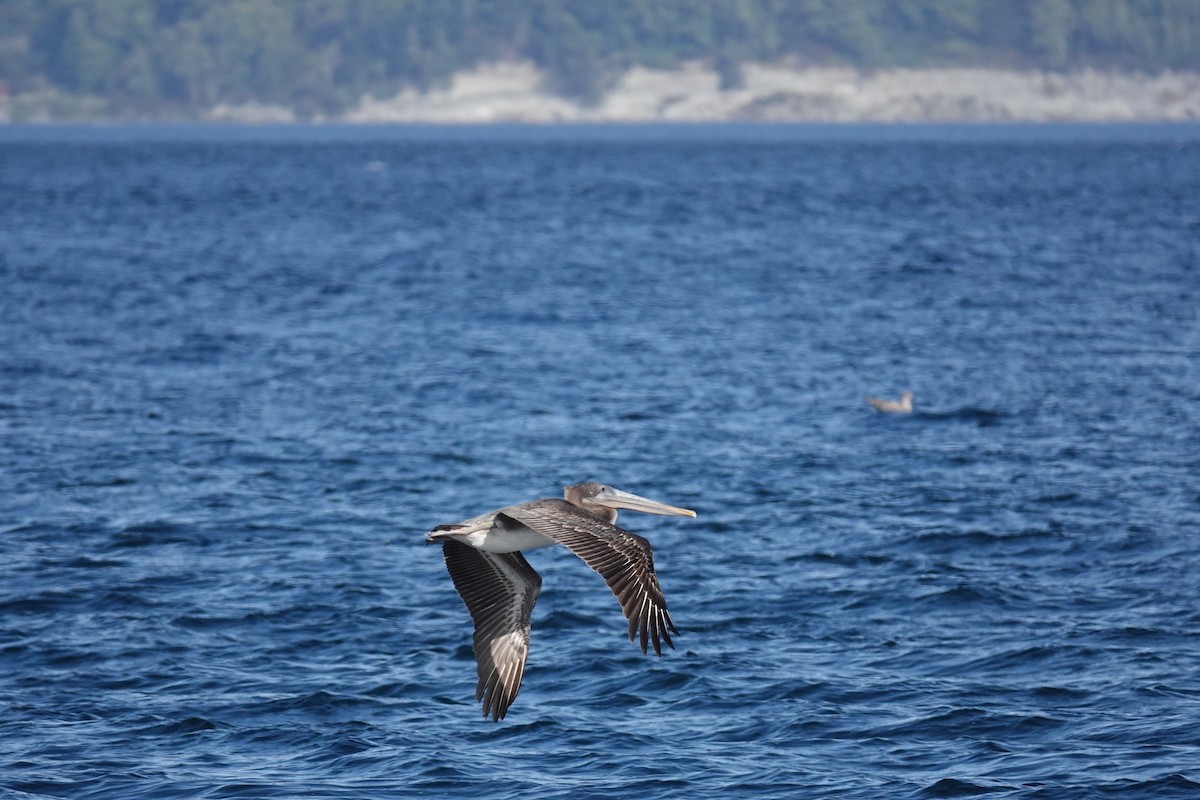 Brown Pelican - ML642838139