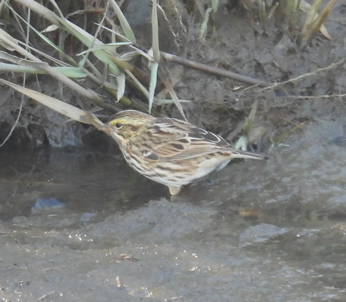 Savannah Sparrow - ML642838140