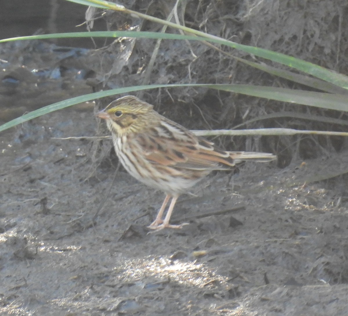 Savannah Sparrow - ML642838141