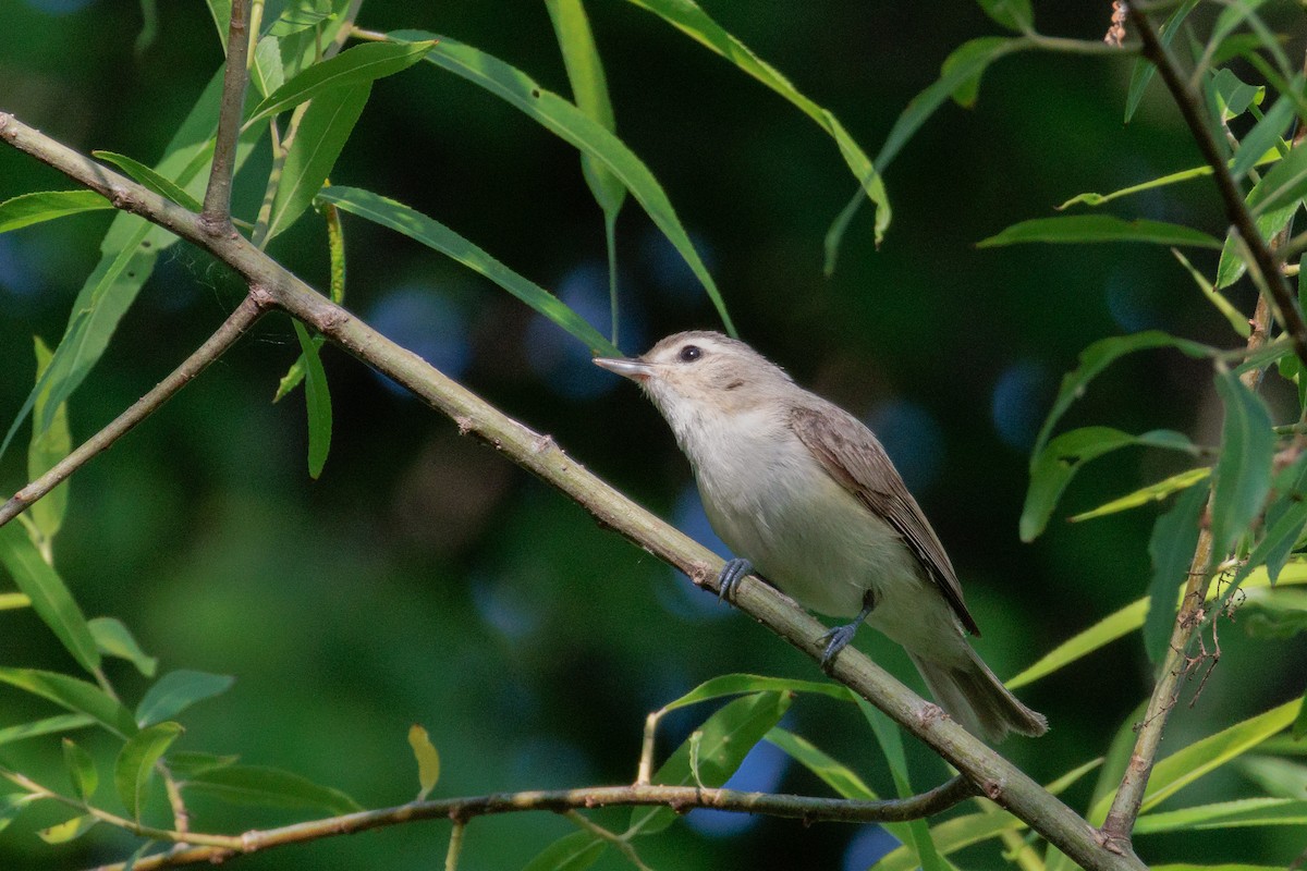 Warbling Vireo - ML642838143