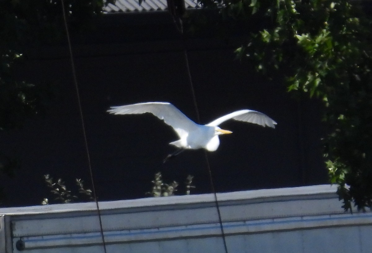 Great Egret - ML642838149