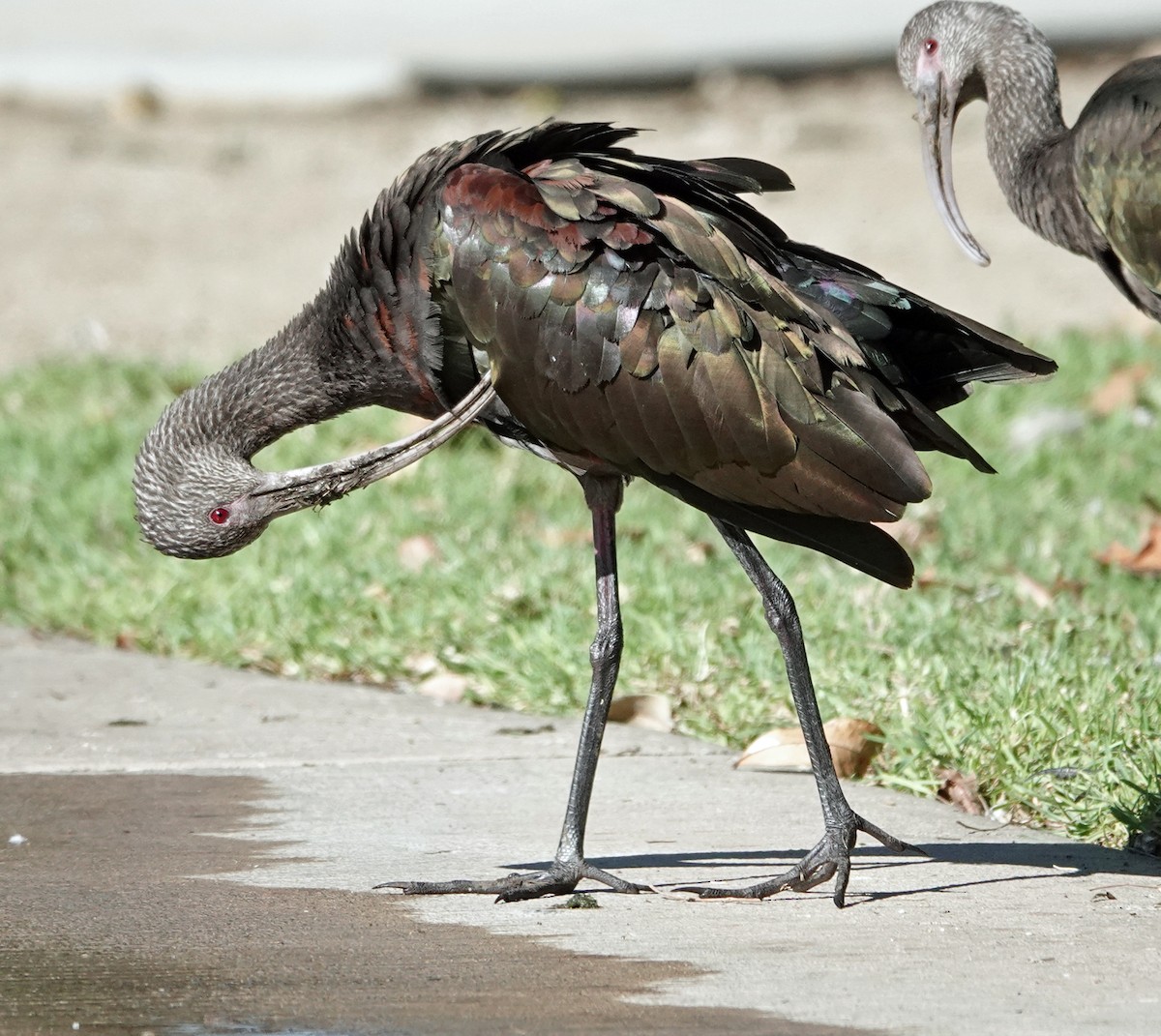 ibis americký - ML642838151