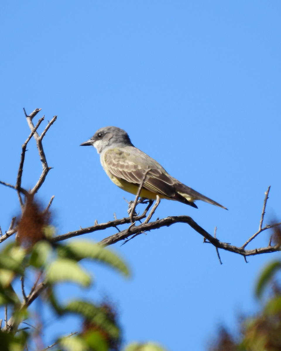 Cassin's Kingbird - ML642838158