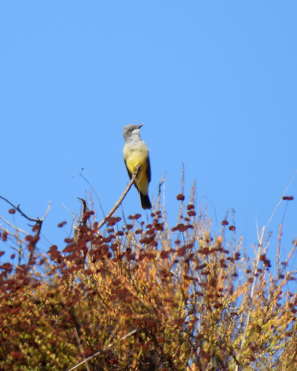 Cassin's Kingbird - ML642838159