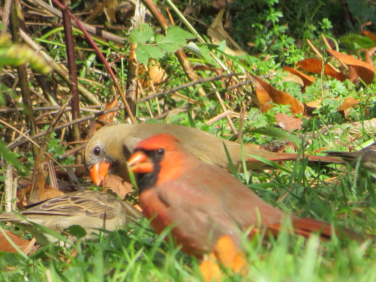 Northern Cardinal - ML642838164