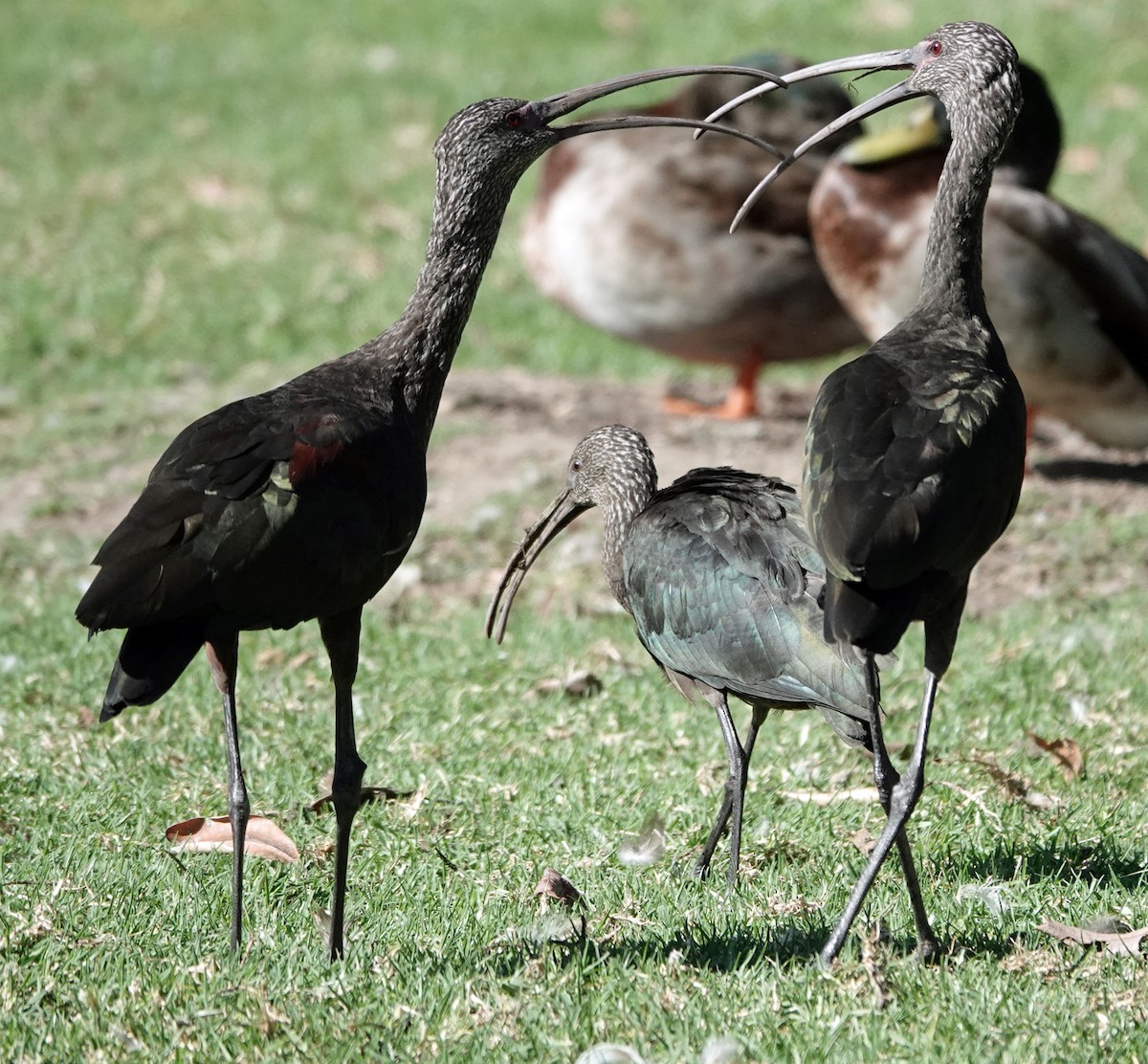 ibis americký - ML642838166