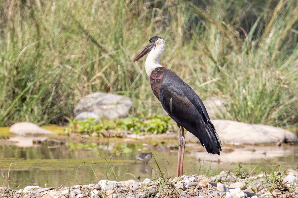 Asian Woolly-necked Stork - ML642838171