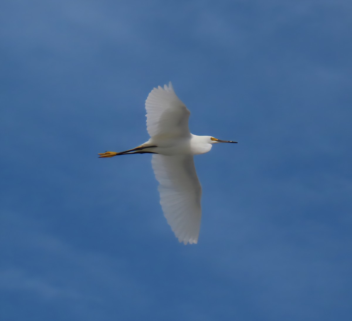 Snowy Egret - ML642838172