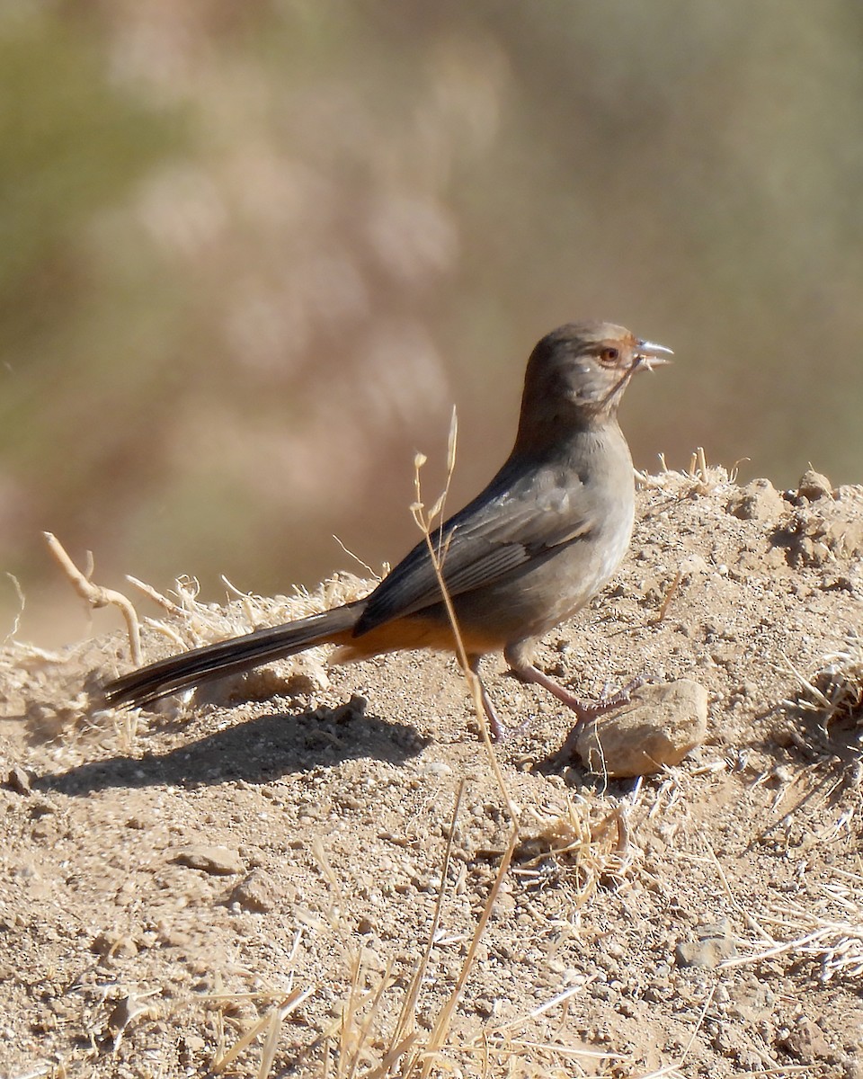 California Towhee - ML642838173