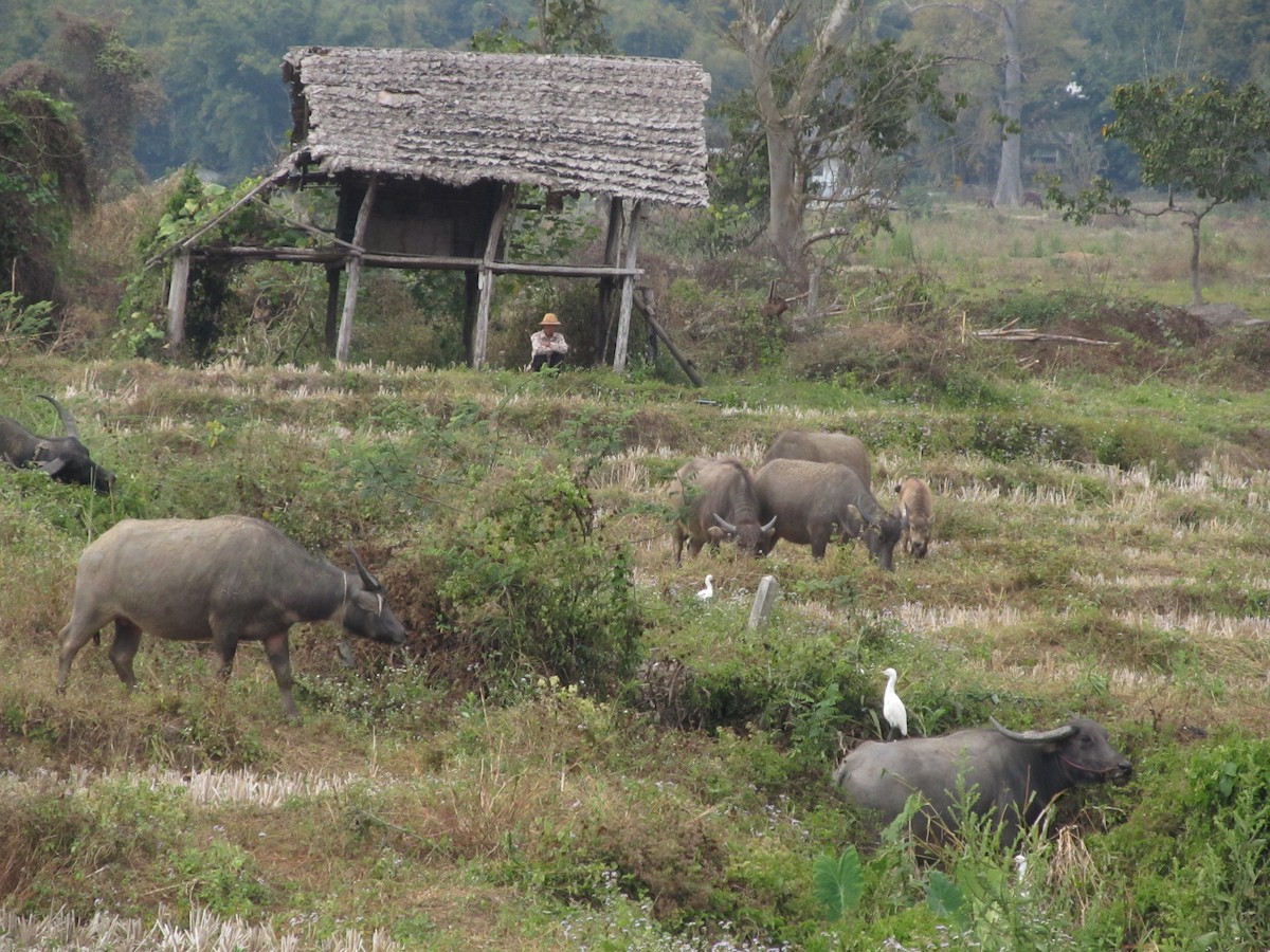 Eastern Cattle-Egret - ML642838177